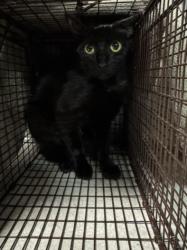 Shelter Stray Female Cat last seen , 11361 W Pico Blvd, Los Angeles, CA 90064, USA