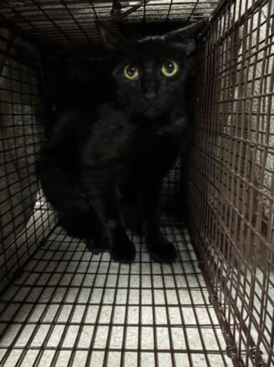 Shelter Stray Female Cat last seen , 11361 W Pico Blvd, Los Angeles, CA 90064, USA