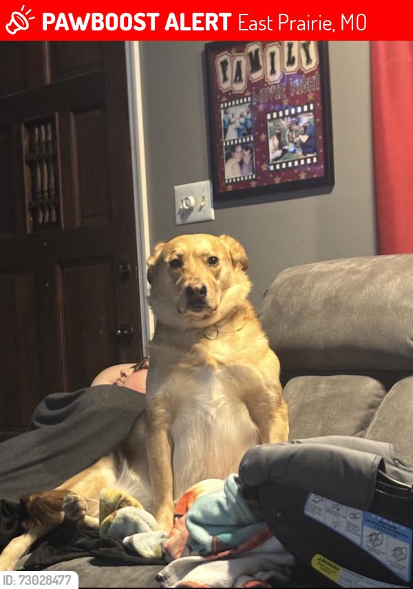 Lost Female Dog last seen Cedar St., East Prairie, MO 63845