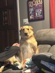 Lost Female Dog last seen Cedar St., East Prairie, MO 63845