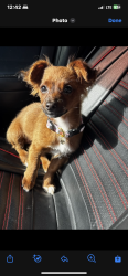 Lost Female Dog last seen S Griset  Pl, Santa Ana, CA 92704