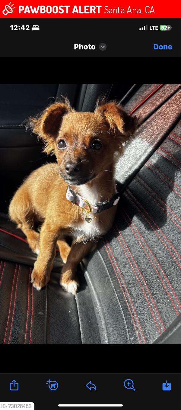 Lost Female Dog last seen S Griset  Pl, Santa Ana, CA 92704