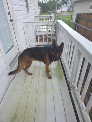 Lost Male Dog last seen On my yard , Navarre Beach, FL 32566