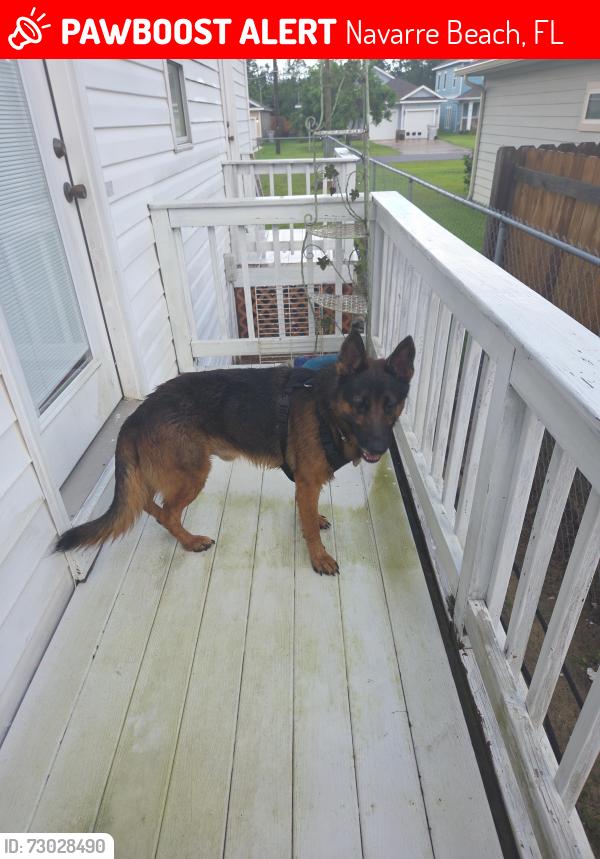 Lost Male Dog last seen On my yard , Navarre Beach, FL 32566