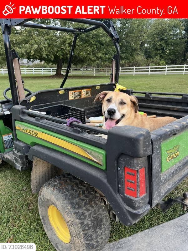 Lost Male Dog last seen Emerald acres , Walker County, GA 30728