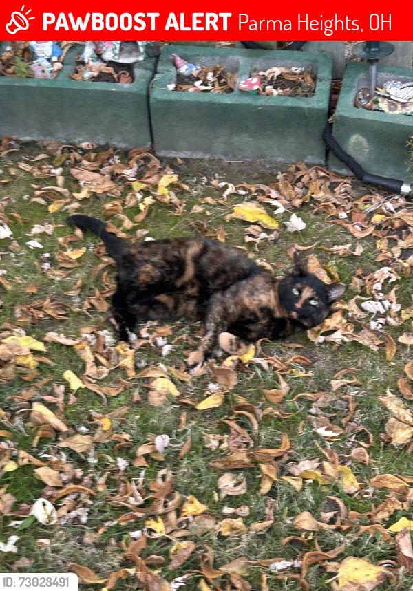 Lost Female Cat last seen Pearl and Beaconsfield, Parma Heights, OH 44130