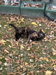 Lost Female Cat last seen Pearl and Beaconsfield, Parma Heights, OH 44130