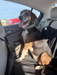Found/Stray Female Dog last seen 89th & gibbs, Oklahoma City, OK 73135