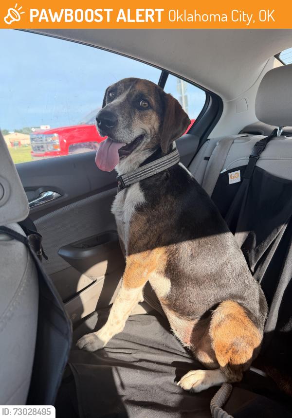 Found/Stray Female Dog last seen 89th & gibbs, Oklahoma City, OK 73135