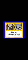 Shelter Stray Male Cat last seen SHADY RILL, 4710 TX-151, San Antonio, TX 78227, USA