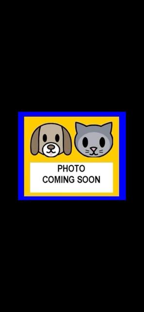 Shelter Stray Male Dog last seen FRESNO ST, 4710 TX-151, San Antonio, TX 78227, USA