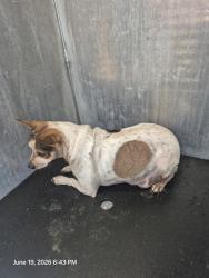 Shelter Stray Female Dog last seen N SAN BERNARDO, 4710 TX-151, San Antonio, TX 78227, USA