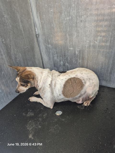 Shelter Stray Female Dog last seen N SAN BERNARDO, 4710 TX-151, San Antonio, TX 78227, USA