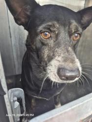 Shelter Stray Male Dog last seen N SAN BERNARDO, 4710 TX-151, San Antonio, TX 78227, USA