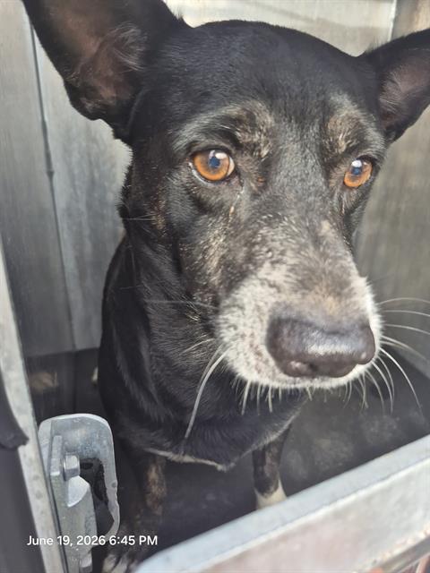 Shelter Stray Male Dog last seen N SAN BERNARDO, 4710 TX-151, San Antonio, TX 78227, USA