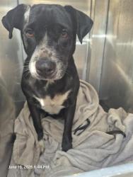 Shelter Stray Male Dog last seen N SAN BERNARDO, 4710 TX-151, San Antonio, TX 78227, USA