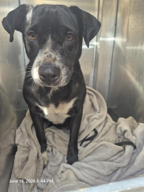 Shelter Stray Male Dog last seen N SAN BERNARDO, 4710 TX-151, San Antonio, TX 78227, USA