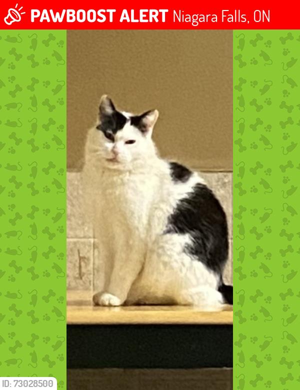 Lost Male Cat last seen Kalar rd and Garner td , Niagara Falls, ON 14303