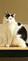 Lost Male Cat last seen Kalar rd and Garner td , Niagara Falls, ON 14303