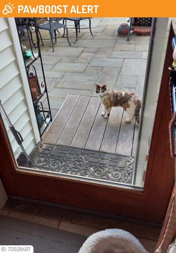 Found/Stray Unknown Cat last seen St Thomas church, West Hempstead, NY 11552