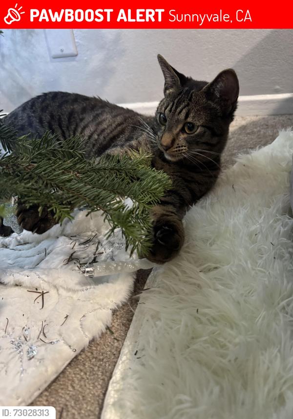 Lost Male Cat last seen By 720 n apmts , Sunnyvale, CA 94085