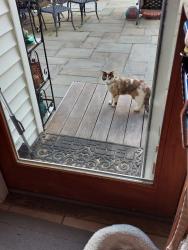 Found/Stray Unknown Cat last seen St Thomas church, West Hempstead, NY 11552