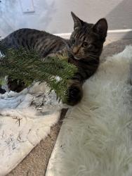 Lost Male Cat last seen By 720 n apmts , Sunnyvale, CA 94085