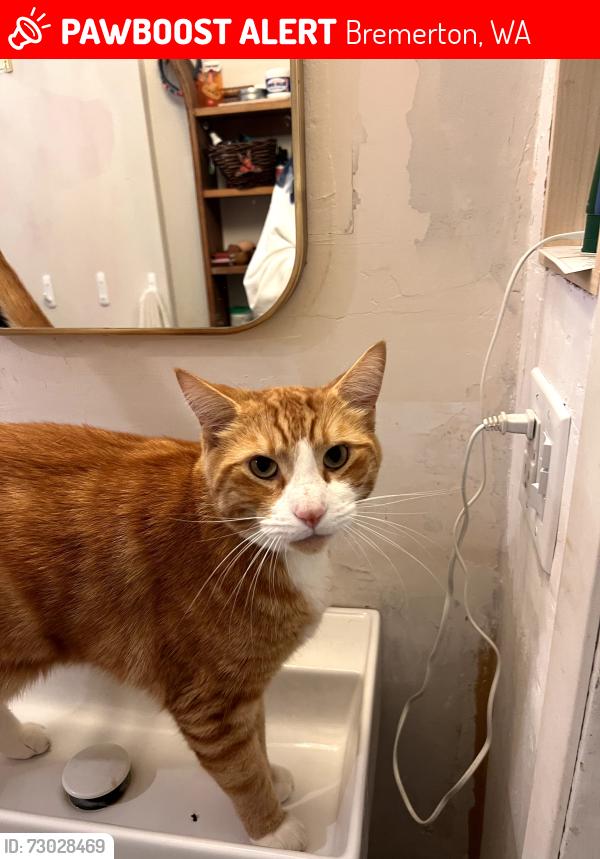 Lost Male Cat last seen Tracy Ave and Bunker Street in Tracyton neighborhood of Bremerton, Bremerton, WA 98311