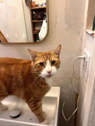 Lost Male Cat last seen Tracy Ave and Bunker Street in Tracyton neighborhood of Bremerton, Bremerton, WA 98311