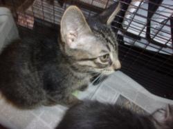 Shelter Stray Male Cat last seen , 14409 Vanowen St, Van Nuys, CA 91405, USA