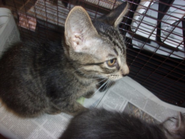 Shelter Stray Male Cat last seen , 14409 Vanowen St, Van Nuys, CA 91405, USA