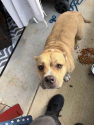Found/Stray Unknown Dog last seen Ballweg, Arlington, TX 76002