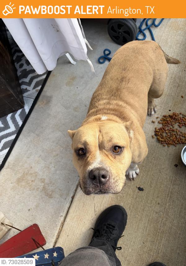 Found/Stray Unknown Dog last seen Ballweg, Arlington, TX 76002