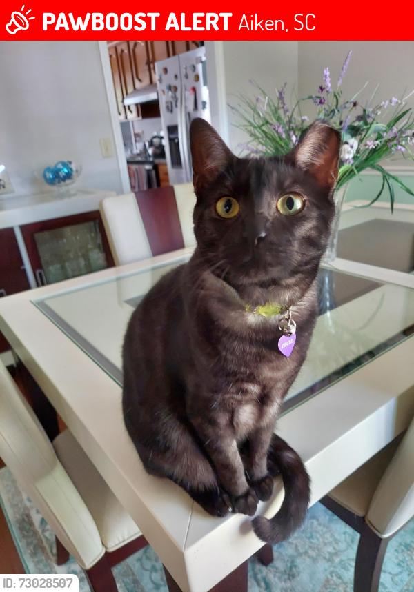 Lost Male Cat last seen Longleaf Court , Aiken, SC 29803