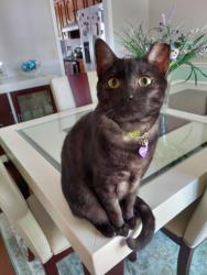 Lost Male Cat last seen Longleaf Court , Aiken, SC 29803