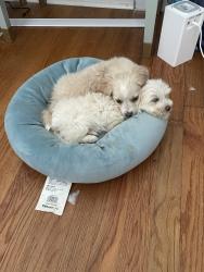 Lost Male Dog last seen Lake street and UTHET , Tyler, TX 75701