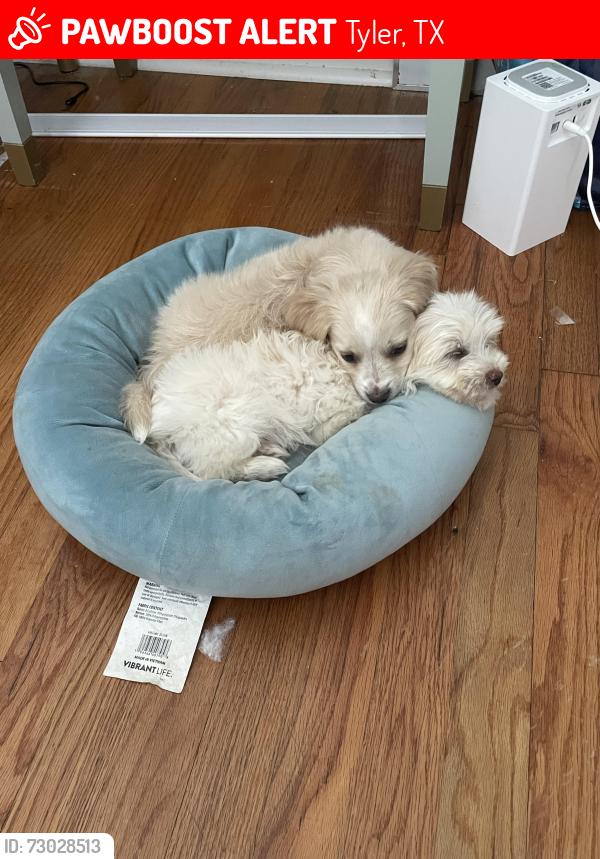 Lost Male Dog last seen Lake street and UTHET , Tyler, TX 75701