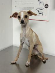 Shelter Stray Male Dog last seen Near BLOCK 7TH STANDARD RD, BAKERSFIELD CA 93314, 3951 Fruitvale Ave, Bakersfield, CA 93308, USA