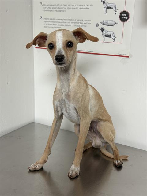Shelter Stray Male Dog last seen Near BLOCK 7TH STANDARD RD, BAKERSFIELD CA 93314, 3951 Fruitvale Ave, Bakersfield, CA 93308, USA