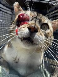 Shelter Stray Male Cat last seen STEPHEN DR/GILMAN WAY, 95660, 3839 Bradshaw Rd, Sacramento, CA 95827, USA