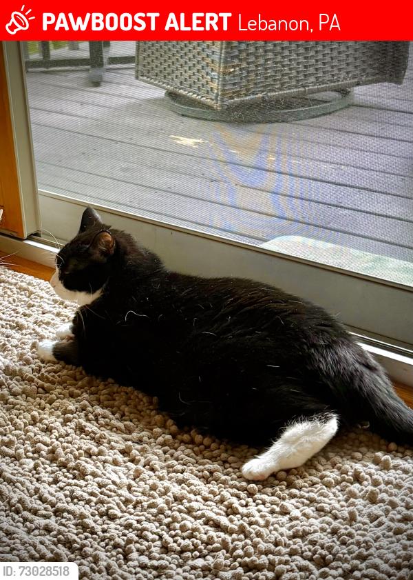 Lost Male Cat last seen The Timbers, Lebanon, PA 17042