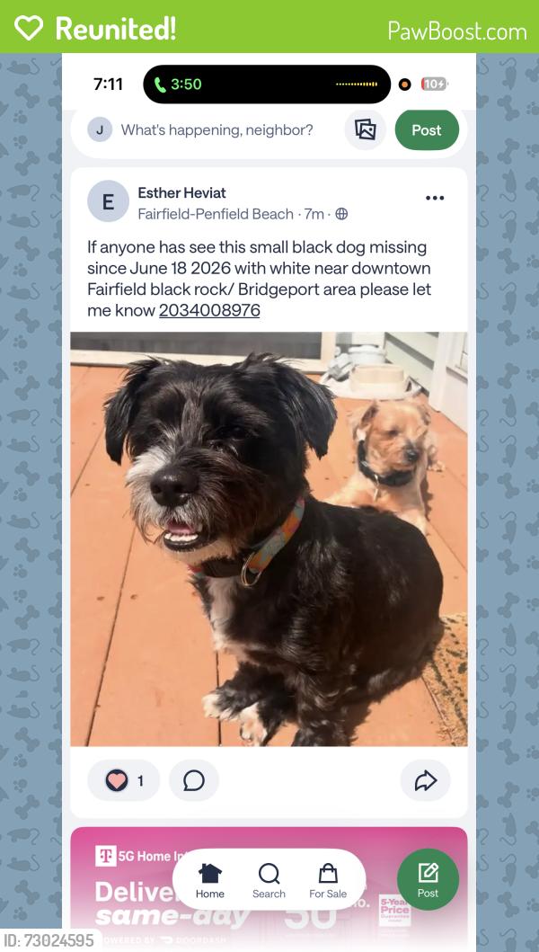 Reunited Female Dog last seen Black Rock, Bridgeport, CT 06605