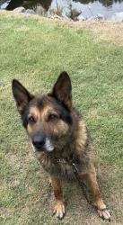Found/Stray Male Dog last seen Blair Park Golf Course, High Point, NC 27260