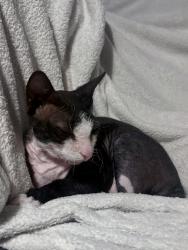 Reunited Male Cat last seen Near Skyland Dr, Roswell, 30075, Roswell, GA 30075
