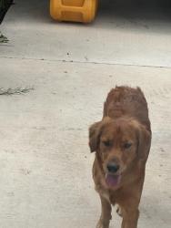 Found/Stray Male Dog last seen CR 381, San Antonio, TX 78253