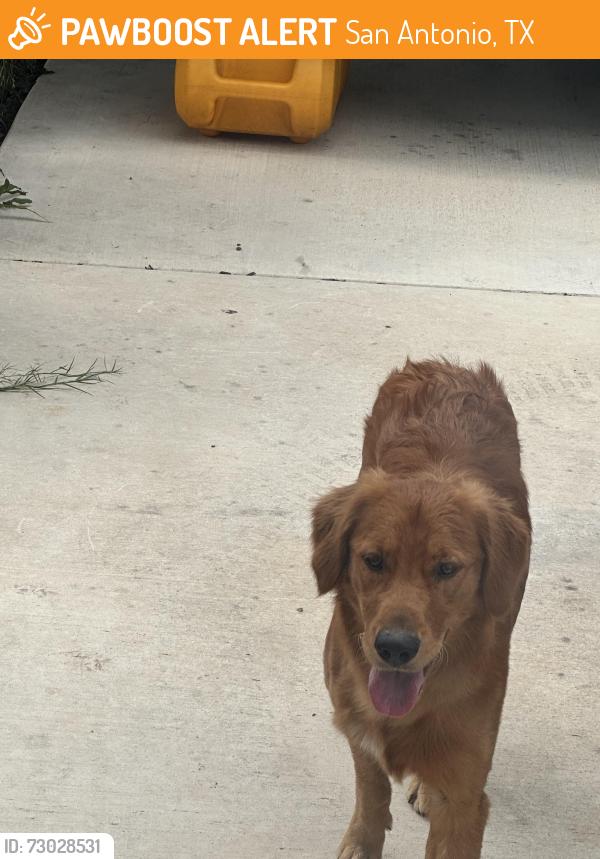 Found/Stray Male Dog last seen CR 381, San Antonio, TX 78253