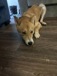 Found/Stray Male Dog last seen Collins , Arlington, TX 76014