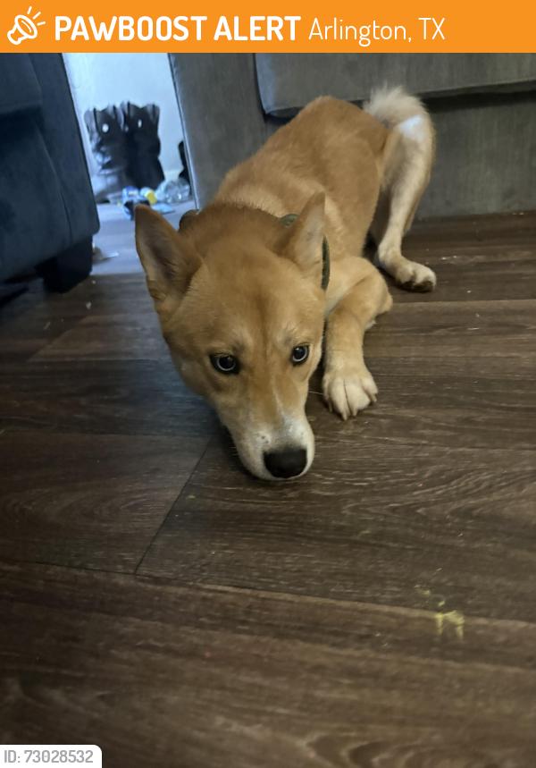 Found/Stray Male Dog last seen Collins , Arlington, TX 76014