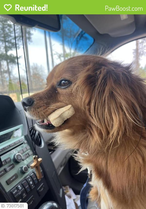 Reunited Male Dog last seen Was on my front porch on an extendable blue leash secured to bench seat on porch, while I was mowing grass.  Came to front of yard after mowing briefly in back of yard, and Tango was not there anymore? , Mooresville, NC 28115