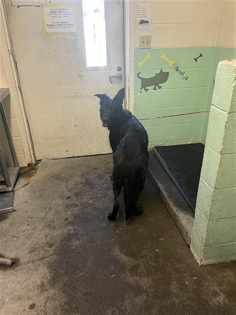 Shelter Stray Female Dog last seen CLEAR SKY CIR & SUMMER STROLL CIR, 2127 Front St, Sacramento, CA 95818, USA